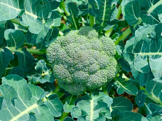 broccoli