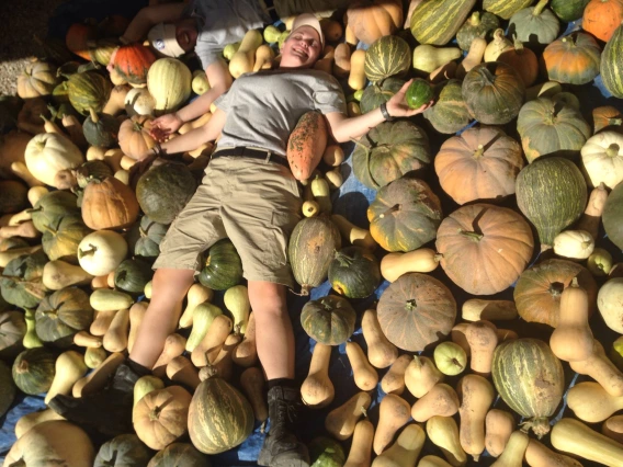 Lots of pumpkins