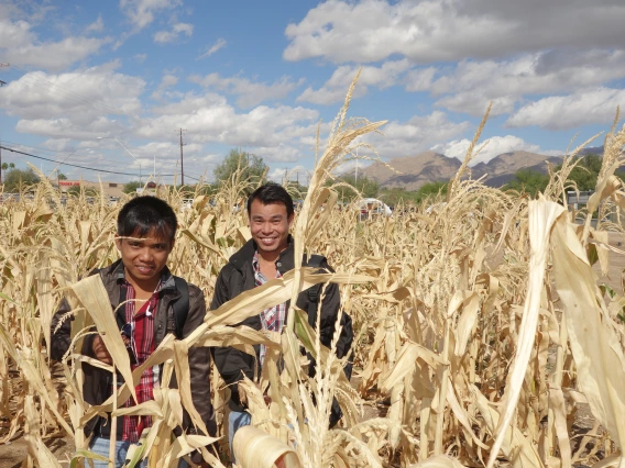 Boys in Wheat Field