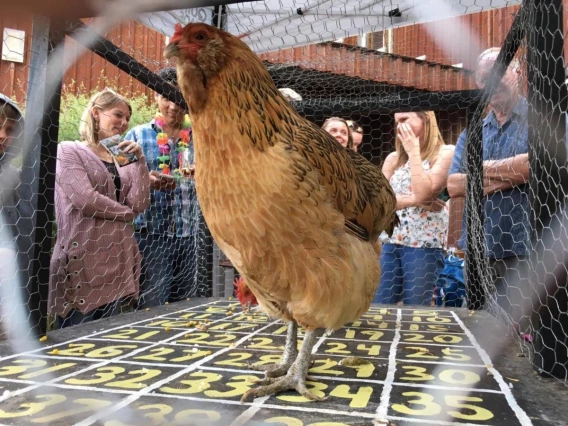 Chicken Poop Bingo