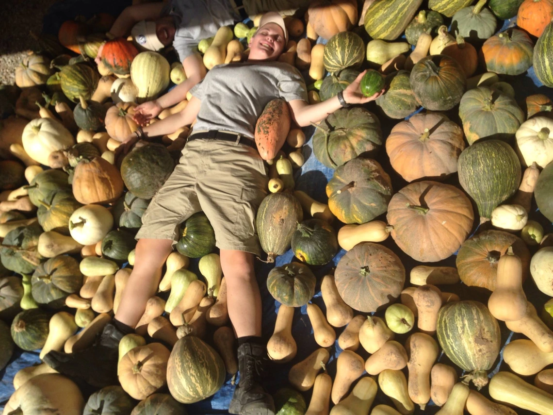 Lots of pumpkins