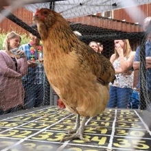 Chicken Poop Bingo
