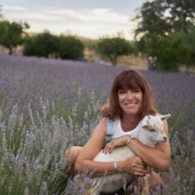 Lavender Festival
